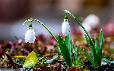 Rainy Spring Wallpapersafari Abstract Wallpaper 4K 1600x1000 Gray