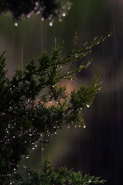 Green Leaves Rain Abstract Wallpaper 4K 3456x5184 Brown