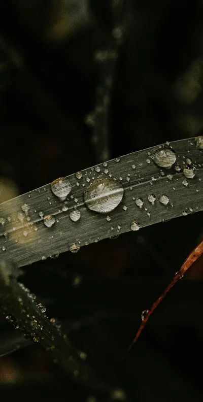 Water Drops Leaf Abstract Wallpaper 4K 1438x2848 Brown, Gray