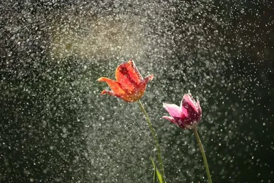 Vibrant Rain Wallpaper Abstract Wallpaper 4K 1000x667 Gray