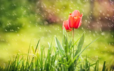 Dark Rain Wallpaper Abstract Wallpaper 4K 2560x1600 Pink, Yellow