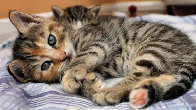 Charming Tabby Cat Kitten Animals Wallpaper 4K 1920x1080 A, Charming, Tabby, Cat, Kitten, Lies, Playfully, On, Checkered, Blanket, Showcasing, Striking, Purple, Orange, Gray, Ultrawide, Full HD