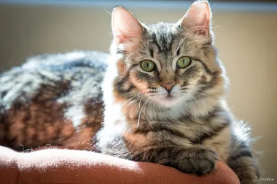 Epic Close Wallpaper Animals Wallpaper 4K 2048x1366 A, Close-up, Of, Fluffy, Tabby, Cat, Lounging, Sunlight, Showcasing, Striking, Green, Eyes, White, Landscape, Full HD