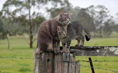 Bright Two Wallpaper Animals Wallpaper 4K 2880x1800 Two, Cats, Stand, On, A, Wooden, Fence, Post, Surrounded, Lush, Green, Landscape, White, Ultrawide, QHD