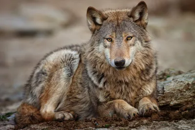 Close Wolf Resting Ground Animals Wallpaper 4K 2048x1365 A, Close-up, Of, Wolf, Resting, On, The, Ground, Showcasing, Thick, Fur, Piercing, Gray, Ultrawide, Full HD