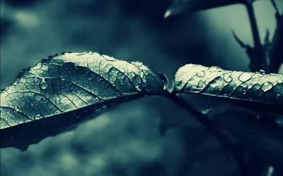 Sleek Rain Wallpaper Abstract Wallpaper 4K 1920x1200 Gray