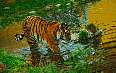 Radiant Tiger Wallpaper Animals Wallpaper 4K 1920x1200 Hd, Pc, Desktop, Wallpaper, Featuring, A, Tiger, Wading, Through, Reflective, Golden-hued, Water, Purple, Orange, Ultrawide, Full HD