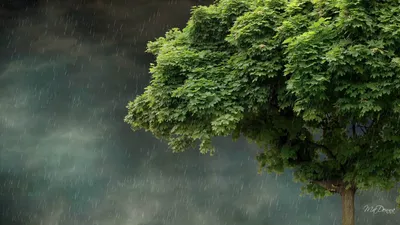 Rain Awesome Full Abstract Wallpaper 4K 1920x1080 Brown, Gray