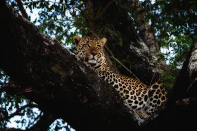 Animal Leopard Animals Animals Wallpaper 4K 2000x1333 Animal, Leopard, Hd, Desktop, Wallpaper, Background, Image, White, Gray, Ultrawide, Full HD
