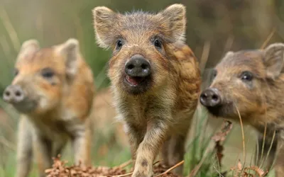 Epic Close Wallpaper Abstract Wallpaper 4K 2560x1600 Hd, Desktop, Wallpaper, Featuring, A, Close-up, Of, Three, Young, Boars, Showcasing, Their, Gray, Ultrawide, QHD