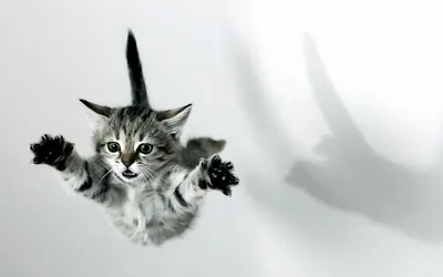 Radiant Definition Wallpaper Black/Dark Wallpaper 4K 1920x1200 A, High-definition, Desktop, Wallpaper:, Showcasing, Gray, Kitten, Outstretched, Paws, Mid-leap, Against, White, Ultrawide, Full HD