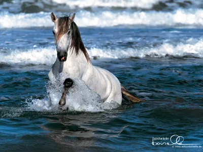Bold Majestic Wallpaper Animals Wallpaper 4K 1600x1200 A, Majestic, White, Horse, Splashes, Through, The, Ocean, Waves, Creating, Energetic, Scene, Landscape