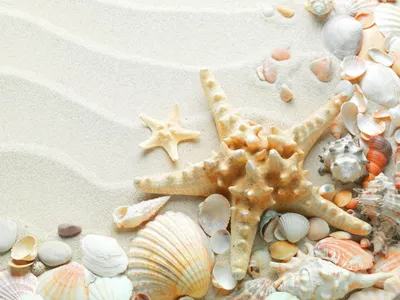 Vibrant Starfish Surrounded Various Space Wallpaper 4K 2560x1920 A, Vibrant, Starfish, Surrounded, By, Various, Shells, On, Soft, Sand, Creates, Captivating, White, Landscape, QHD