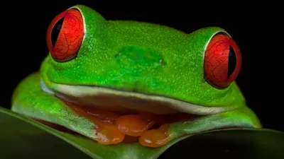 Bright Close Wallpaper Wallpaper 4K, Animals category