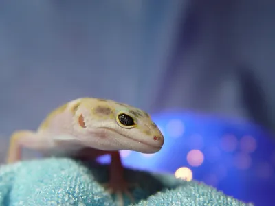 Animal Gecko Animals Animals Wallpaper 4K 2560x1920 Animal, Gecko, Hd, Desktop, Wallpaper:, Background, Image, Brown, Gray, Landscape, QHD