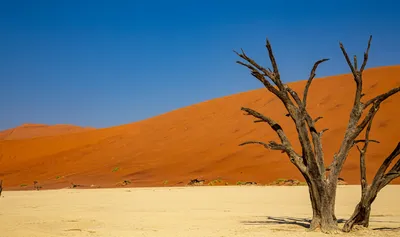 Lone Tree Middle Wallpaper 4K, Nature category