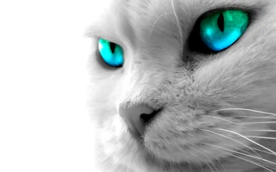 Crisp Close Wallpaper Animals Wallpaper 4K 1920x1200 Hd, Desktop, Wallpaper:, Of, A, Close-up, White, Cat, Striking, Blue-green, Eyes, Gray, Ultrawide, Full HD