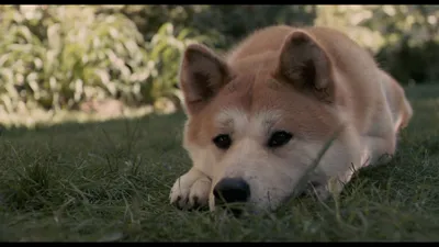 Misty Movie Wallpaper Animals Wallpaper 4K 1920x1080 Hd, Desktop, Wallpaper:, From, The, Movie, Hachi:, A, Dog, 039, Tale, Gray, Brown, Ultrawide, Full HD