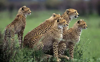 Epic Group Wallpaper Nature Wallpaper 4K 1920x1200 A, Striking, Hd, Desktop, Wallpaper:, Featuring, Group, Five, Cheetahs, Elegantly, Poised, Grassy, Gray, Ultrawide, Full HD
