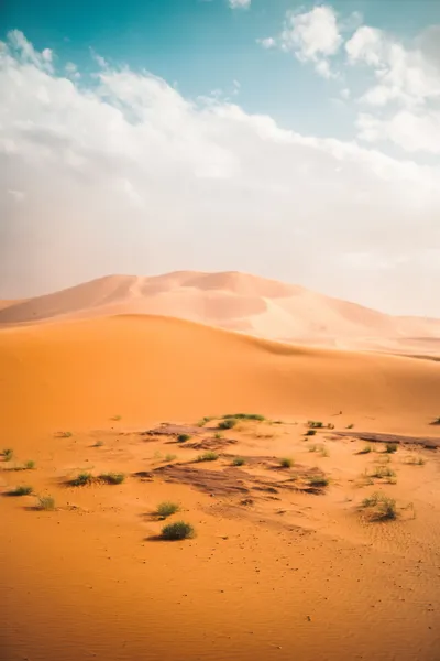 Moody Brown Wallpaper Nature Wallpaper 4K 4000x6000 White