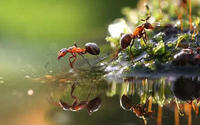 Close Ants Mossy Abstract Wallpaper 4K 1920x1200 Hd, Desktop, Wallpaper:, Featuring, A, Close-up, Of, Ants, Mossy, Surface, Near, Water, White, Gray, Pink, Ultrawide, Full HD