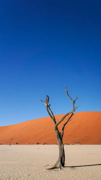 Dead Tree Desert Nature Wallpaper 4K 3376x6000 Red