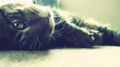 Close Tabby Cat Lying Animals Wallpaper 4K 1920x1080 Hd, Wallpaper:, Featuring, A, Close-up, Of, Tabby, Cat, Lying, Side, Gazing, Into, White, Ultrawide, Full HD