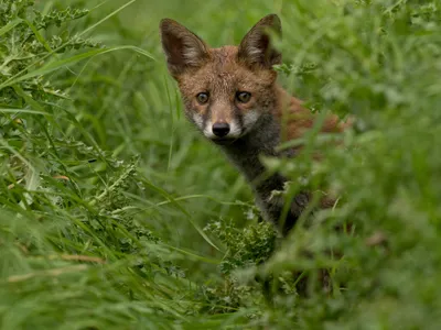 Fox Animal Peering Tall Green Animals Wallpaper 4K 2048x1536 Hd, Pc, Desktop, Wallpaper:, Background, A, Fox, Animal, Peering, Through, Tall, Brown, Landscape, Full HD