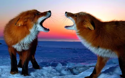 Two Foxes Howling Nature Wallpaper 4K 1920x1200 A, Stunning, Hd, Wallpaper:, Featuring, Two, Foxes, Howling, Each, Other, Set, Against, White, Brown, Ultrawide, Full HD