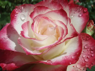 Bold Close Wallpaper Wallpaper 4K, Nature category