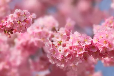 Dark Close Wallpaper Wallpaper 4K, Nature category
