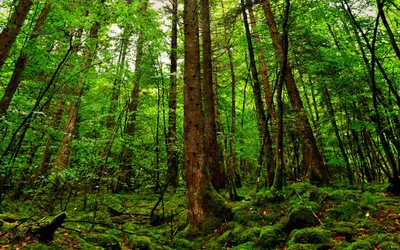 Golden Dense Wallpaper Nature Wallpaper 4K 2880x1800 Hd, Desktop, Wallpaper:, Showcasing, A, Dense, Green, Forest, Tall, Trees, Lush, Undergrowth, Brown, Ultrawide, QHD