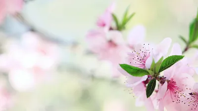 Delicate Pink Blossom Nature Wallpaper 4K 2560x1440 Hd, Pc, Desktop, Wallpaper:, Featuring, Delicate, Pink, Blossom, Flowers, Branch, Set, Against, White, Ultrawide, QHD