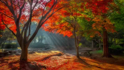 Capturing Vibrant Fall Trees Nature Wallpaper 4K 3840x2160 4K, Ultra, Hd, Desktop, Wallpaper:, Capturing, Vibrant, Fall, Trees, Sunlight, Streaming, Through, Brown, Orange, Ultrawide