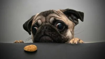 Dreamy Humorous Wallpaper Animals Wallpaper 4K 1920x1080 Hd, Desktop, Wallpaper:, Featuring, A, Humorous, Image, Of, Pug, Staring, Intently, Cookie, Gray, Ultrawide, Full HD