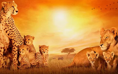African Cats Including Leopard Lion Animals Wallpaper 4K 1920x1200 Hd, Pc, Desktop, Wallpaper:, Featuring, African, Cats, Including, Leopard, Lion, Family, Set, Orange, White, Ultrawide, Full HD