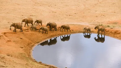 Animal African Bush Elephant Animals Wallpaper 4K 1920x1080 Animal, African, Bush, Elephant, Hd, Desktop, Wallpaper:, Gray, Ultrawide, Full HD