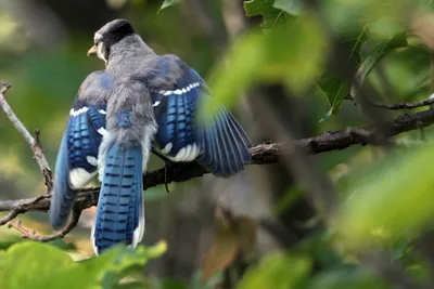 Blue Feathered Bird Spreading Its Animals Wallpaper 4K 3888x2592 4K, Ultra, Hd, Pc, Desktop, Wallpaper:, Blue-feathered, Bird, Spreading, Wings, Leafy, Branch, Gray, Landscape