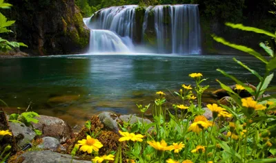 Flower Tree Forest Wallpaper 4K, Nature category
