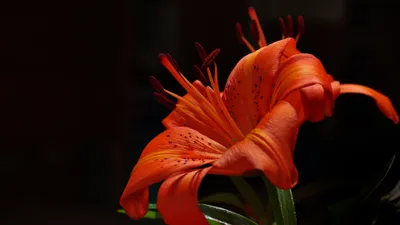 Epic Orange Wallpaper Wallpaper 4K, Black/Dark category