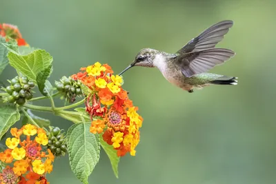 Vivid Hummingbird Wallpaper Wallpaper 4K, Animals category