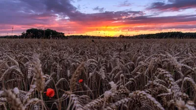 Radiant Sunset Wallpaper Wallpaper 4K, Nature category