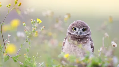 Adorable Owlet Bing Waterfall Nature Wallpaper 4K 1920x1080 White
