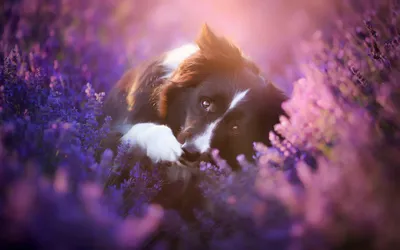 Bold Flower Wallpaper Wallpaper 4K, Animals category