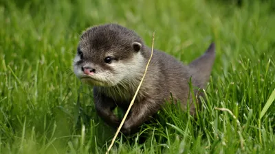 Cute Otter Playfully Abstract Wallpaper 4K 1920x1080 A, Cute, Otter, Playfully, Exploring, Lush, Green, Grass, Curious, Expression, Captured, Stunning, Brown, Gray, Ultrawide, Full HD
