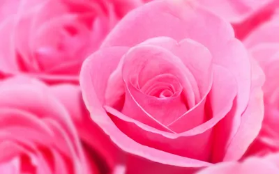 Close Vibrant Pink Roses Capturing Wallpaper 4K, Nature category