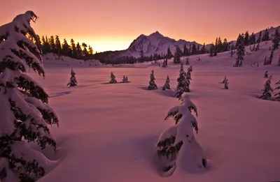 Serene Winter Forest Wallpaper 4K, Nature category