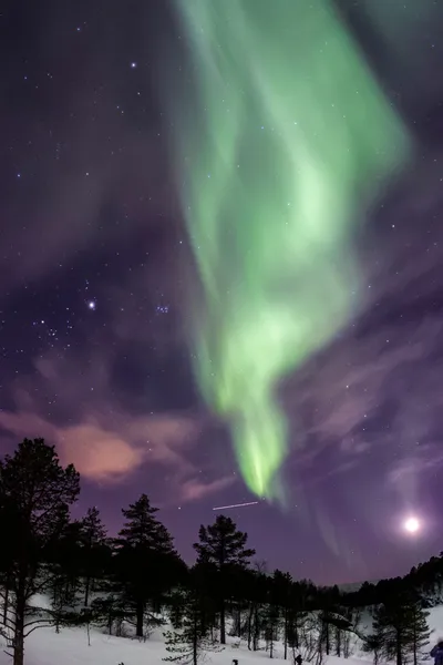 Silhouette Trees Aurora Wallpaper 4K, Space category