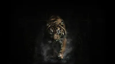 Misty Tiger Wallpaper Wallpaper 4K, Animals category