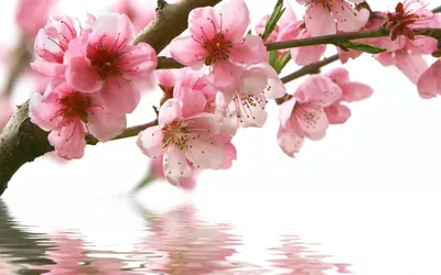Serene Branch Adorned Nature Wallpaper 4K 2560x1600 A, Serene, Branch, Adorned, With, Delicate, Pink, Cherry, Blossoms, Reflects, Calm, Water, White, Ultrawide, QHD